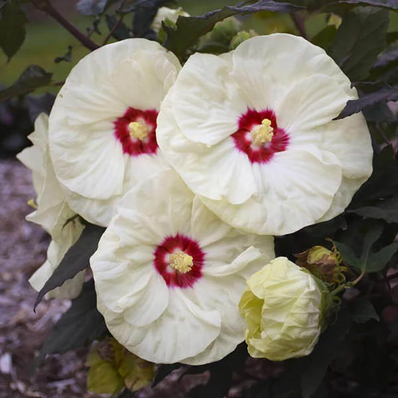 Summerific® 'French Vanilla' Perennial Hibiscus - Image 2