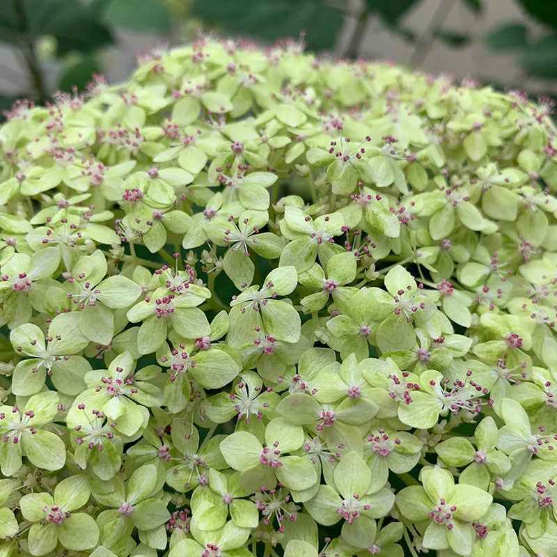 Lime Rickey® Smooth Hydrangea - Image 4