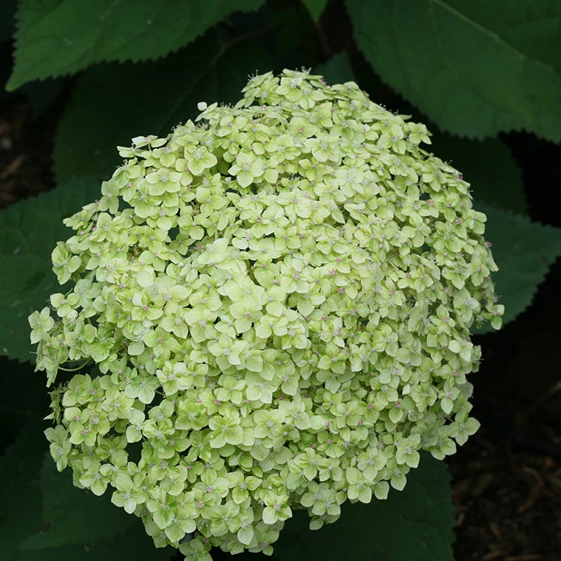 Lime Rickey® Smooth Hydrangea