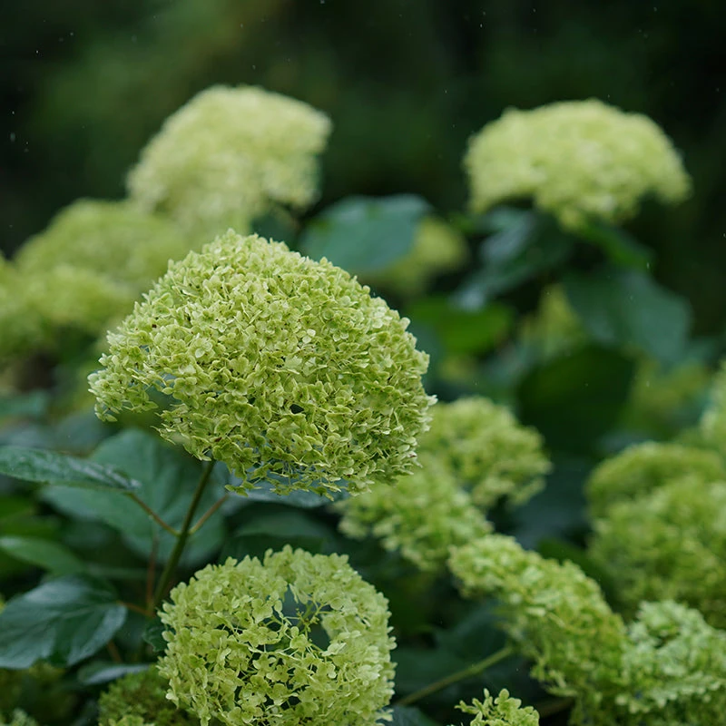 Lime Rickey® Smooth Hydrangea - Image 2