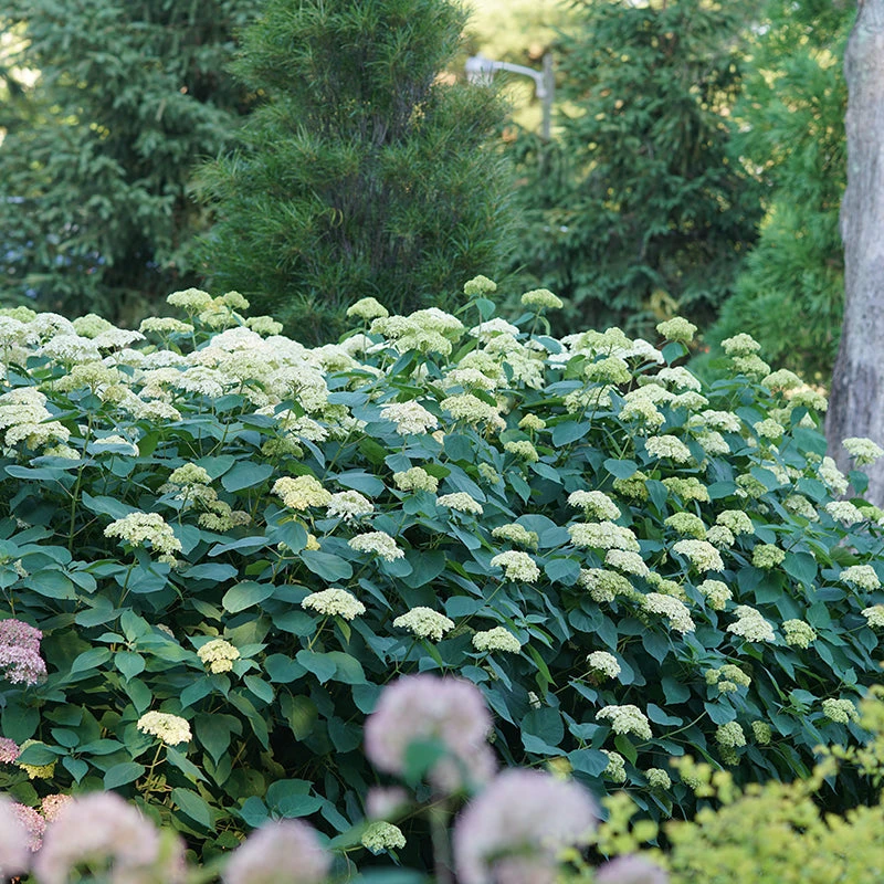 Lime Rickey® Smooth Hydrangea - Image 3