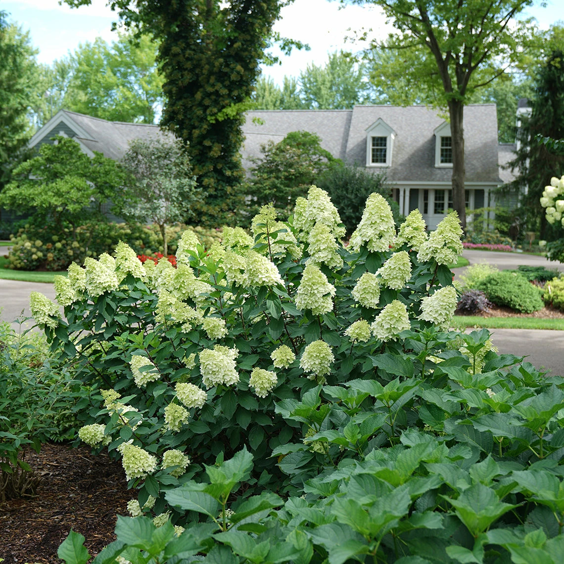 Limelight Prime® Panicle Hydrangea - Image 6