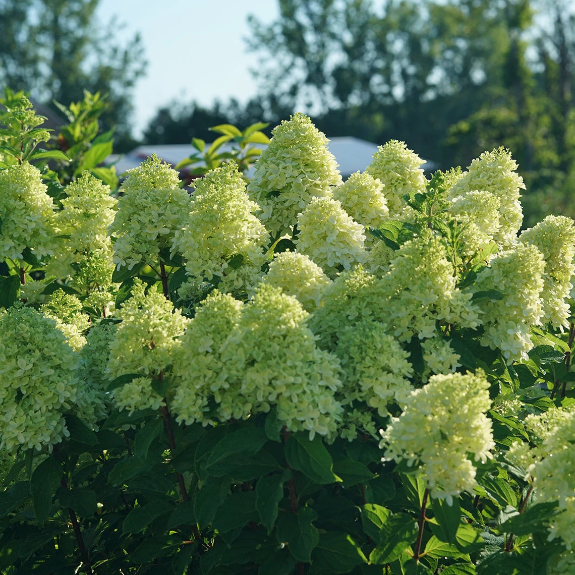 Limelight Prime® Panicle Hydrangea