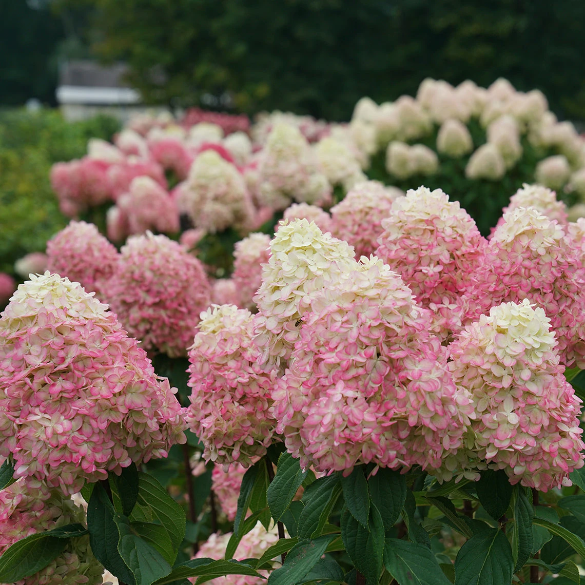 Limelight Prime® Panicle Hydrangea - Image 7