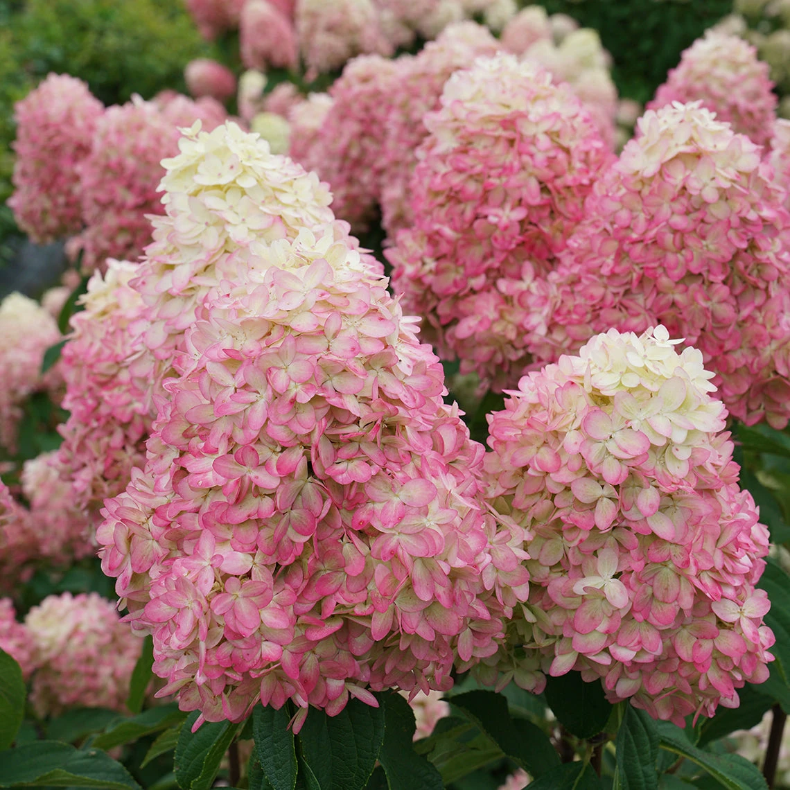 Limelight Prime® Panicle Hydrangea - Image 2