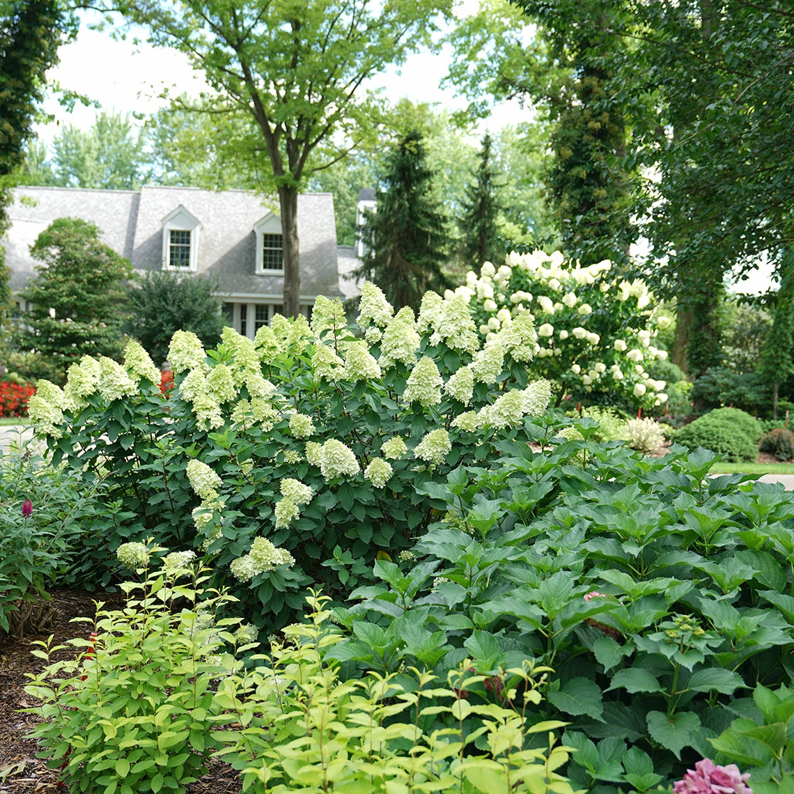 Limelight Prime® Panicle Hydrangea - Image 4