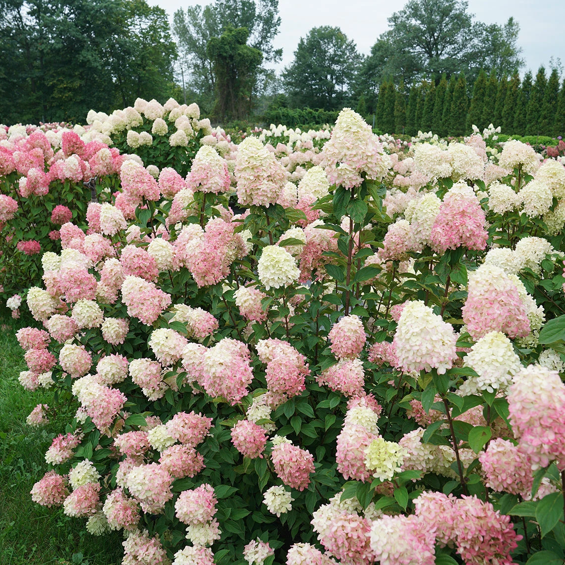 Limelight Prime® Panicle Hydrangea - Image 5