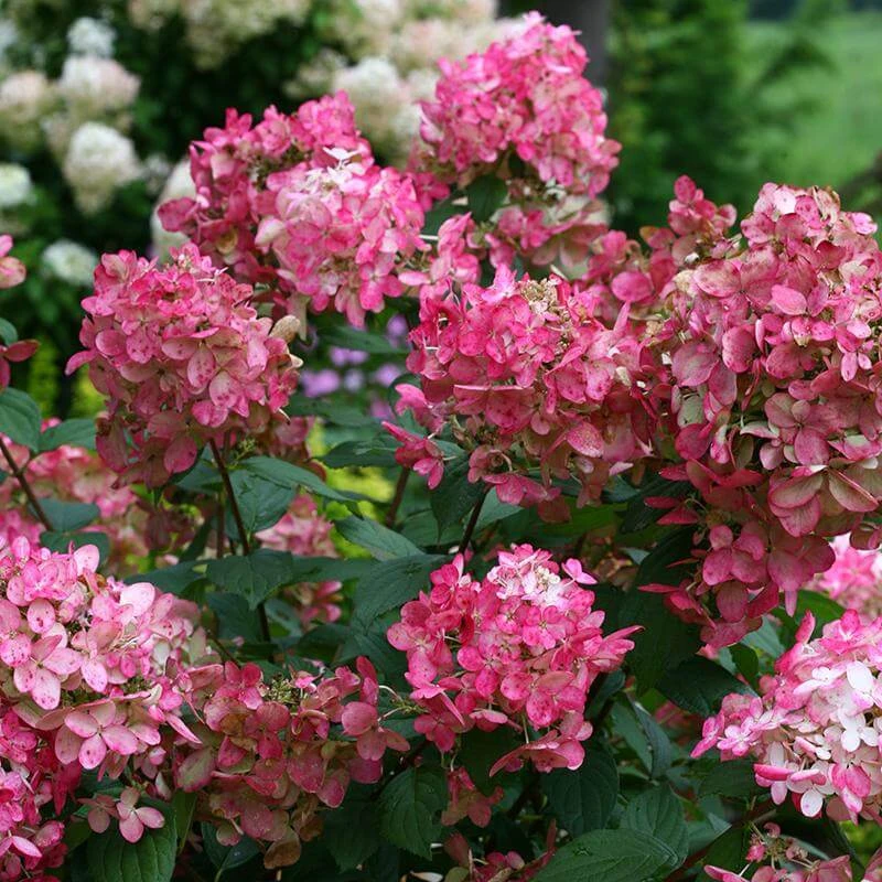 Fire Light® Panicle Hydrangea