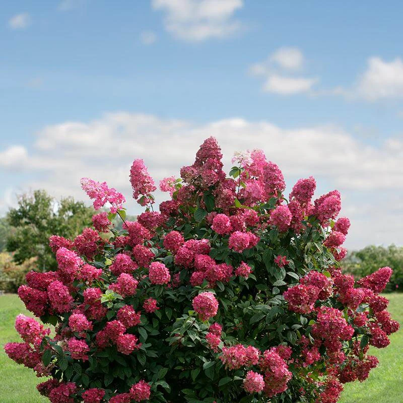Fire Light® Panicle Hydrangea - Image 2