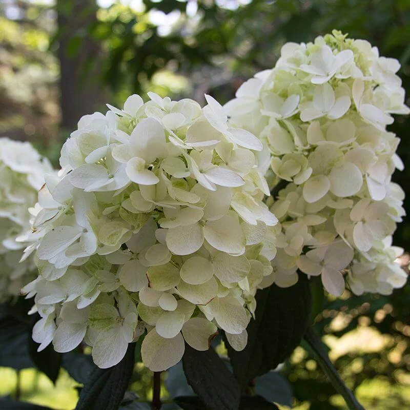 Fire Light® Panicle Hydrangea - Image 4