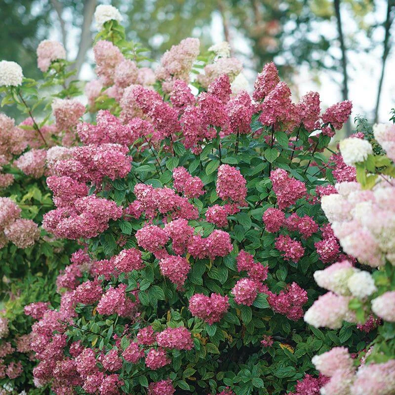 Fire Light® Panicle Hydrangea - Image 6
