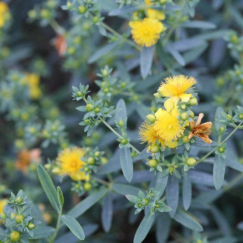 Blues Festival® St. John's Wort - Image 2