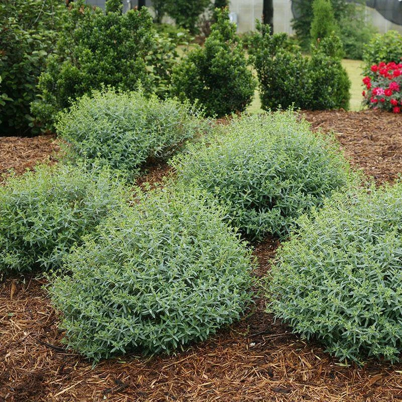 Blues Festival® St. John's Wort - Image 3