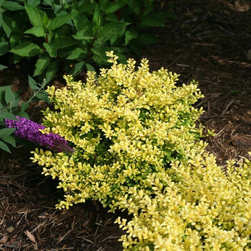 Brass BuckleĀ® Japanese Holly - Image 3