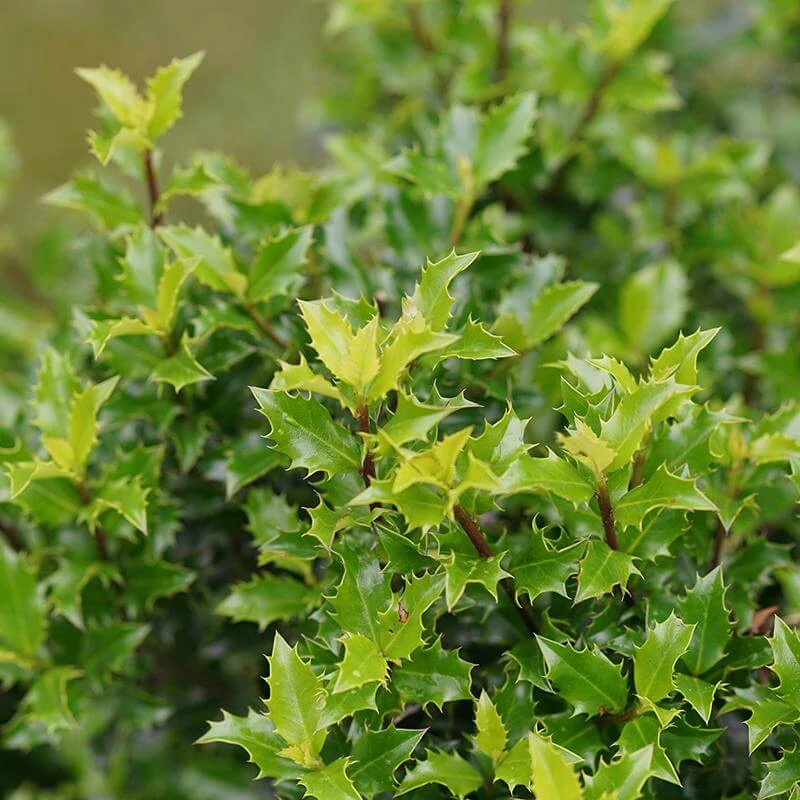 Castle Keep® Blue Holly - Image 2