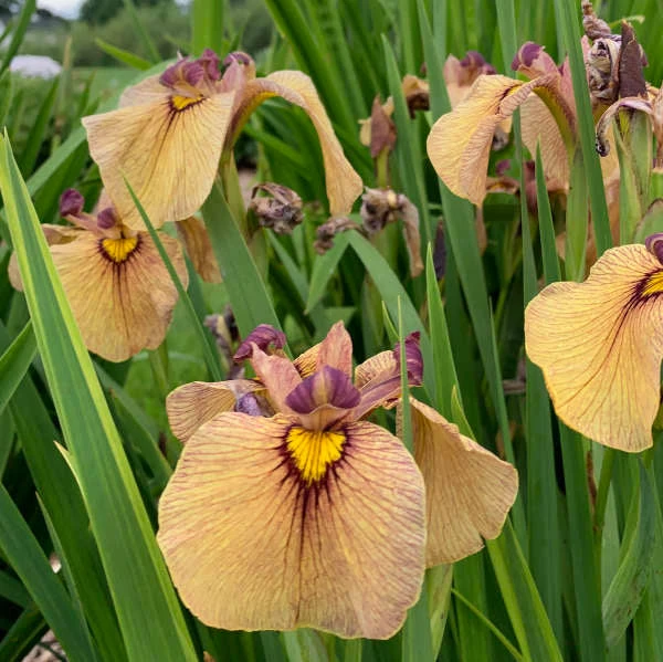 'Yarai' Iris - Image 2