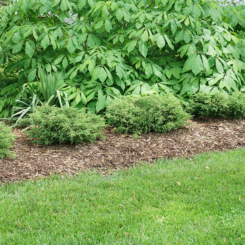 Tortuga® Juniper - Image 3