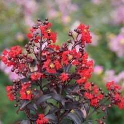 Center Stage® Red Crapemyrtle