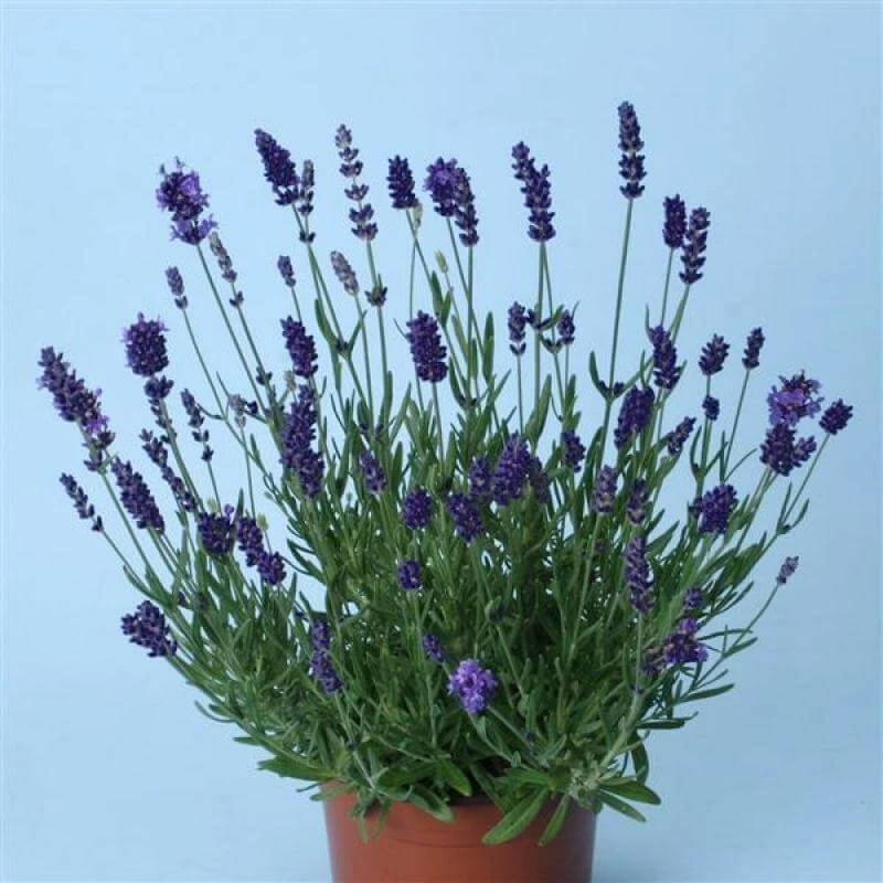 'Ellagance Purple' Lavender - Image 2