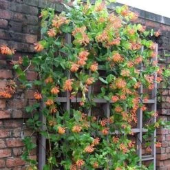 'Dropmore Scarlet' Honeysuckle Vine