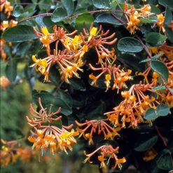 'Mandarin' Honeysuckle Vine