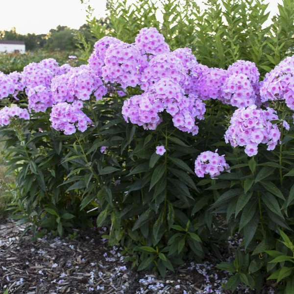 Luminary™ 'Opalescence' Phlox - Image 2