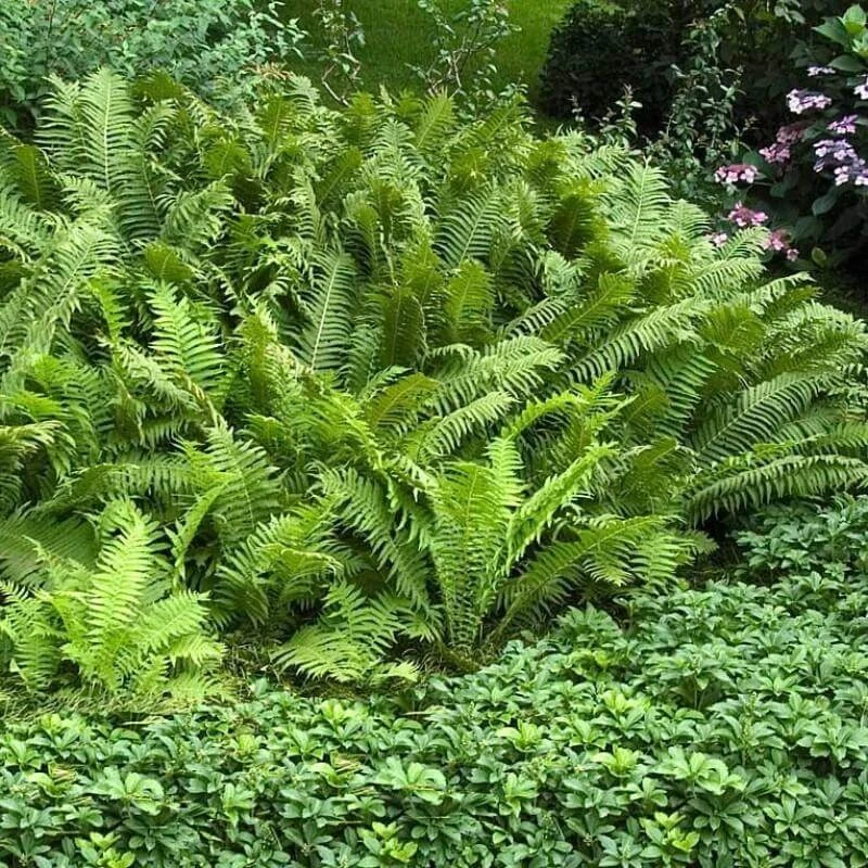Ostrich Fern - Image 5
