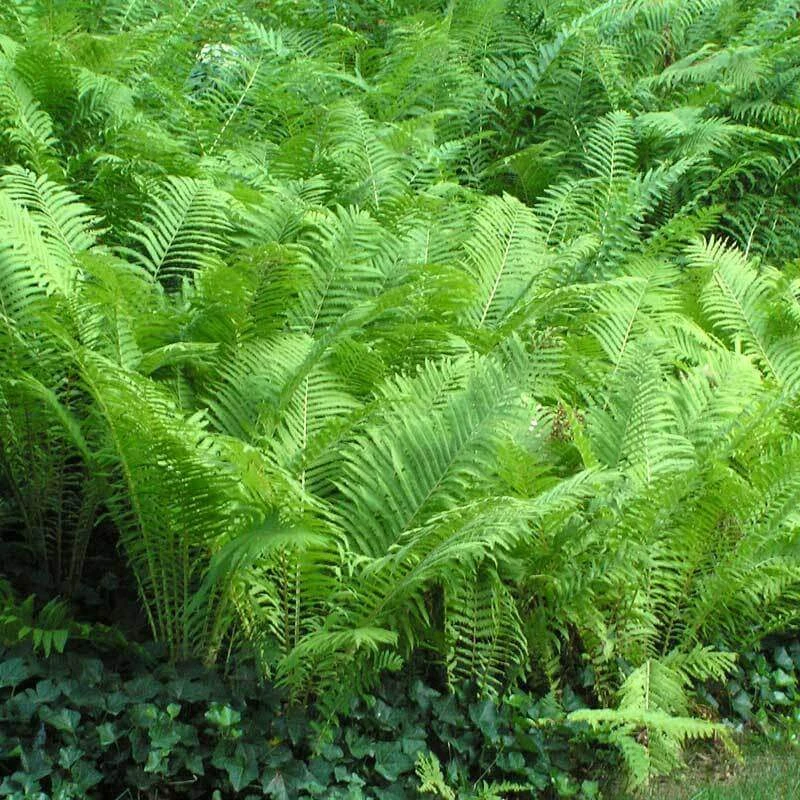 Ostrich Fern - Image 6