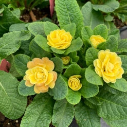 Belarina® Buttercup Primrose