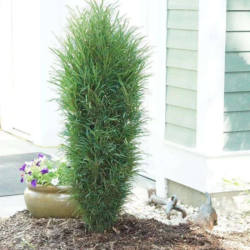 Fine Line® Improved Rhamnus - Image 3