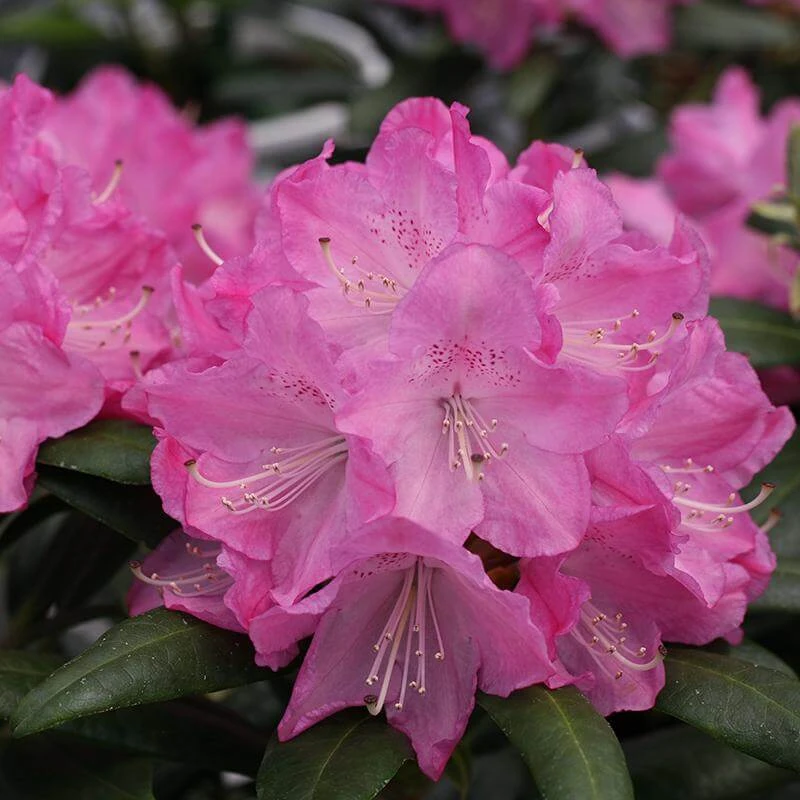 Dandy Man® Pink Rhododendron - Image 3