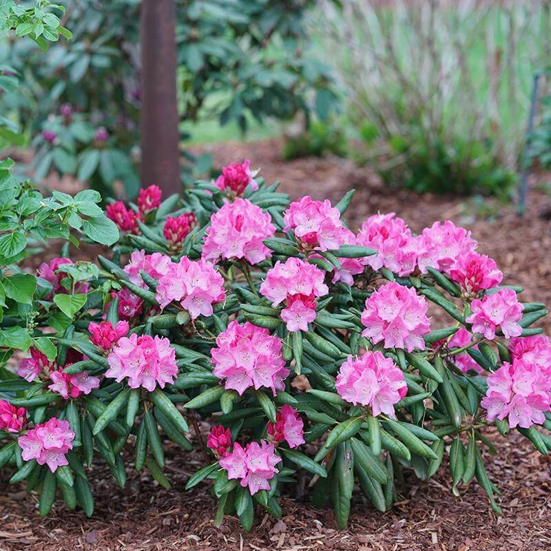 Dandy Man® Pink Rhododendron