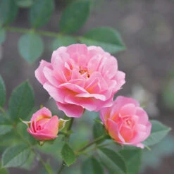 Oso Easy® Petit Pink Rose