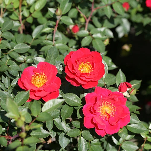 Oso Easy Urban Legend® Rose - Image 6