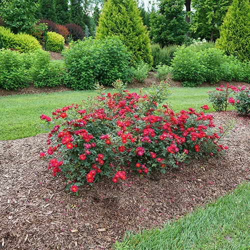 Oso Easy Urban Legend® Rose - Image 5