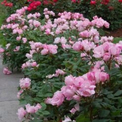 Blushing Knock Out® Rose