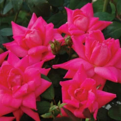Pink Double Knock Out® Rose
