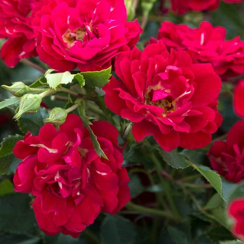 Red Drift® Rose - Image 2