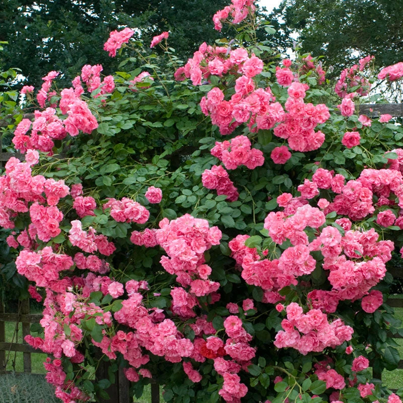 'Zéphirine Drouhin' Climbing Rose - Image 2