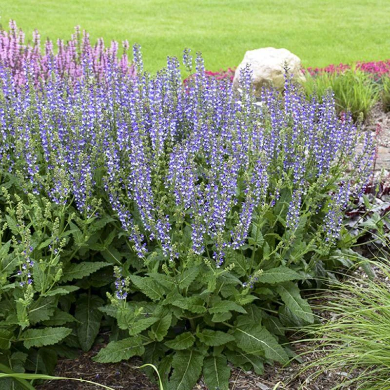 Color Spires® 'Azure Snow' Salvia - Image 2