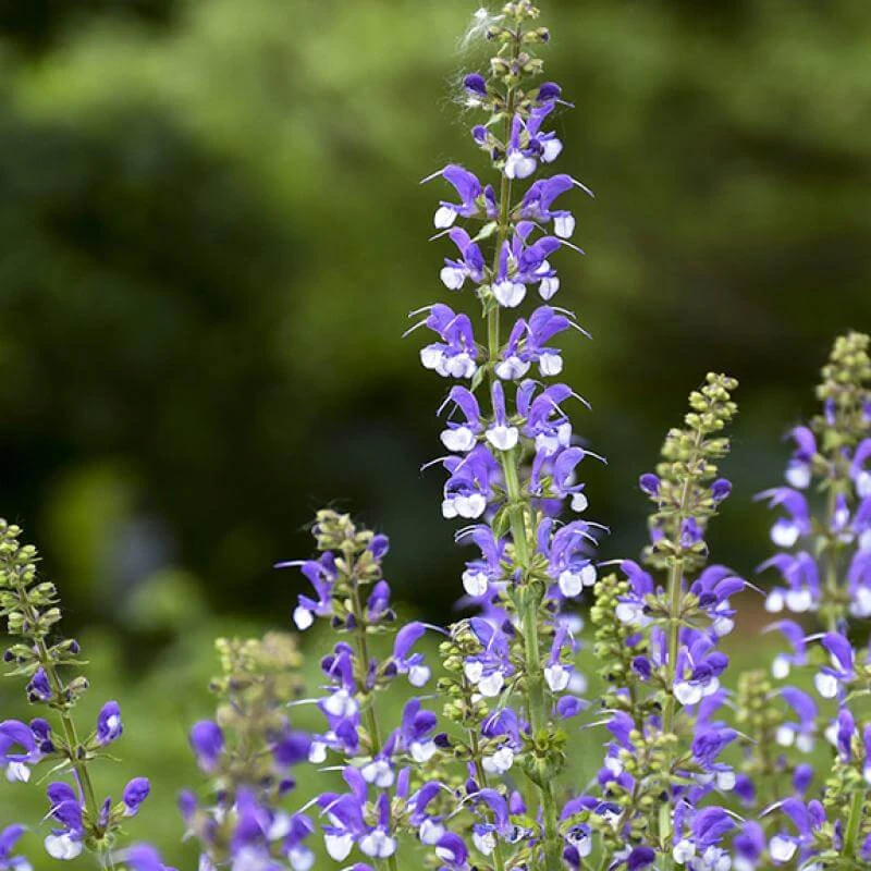 Color Spires® 'Azure Snow' Salvia - Image 3