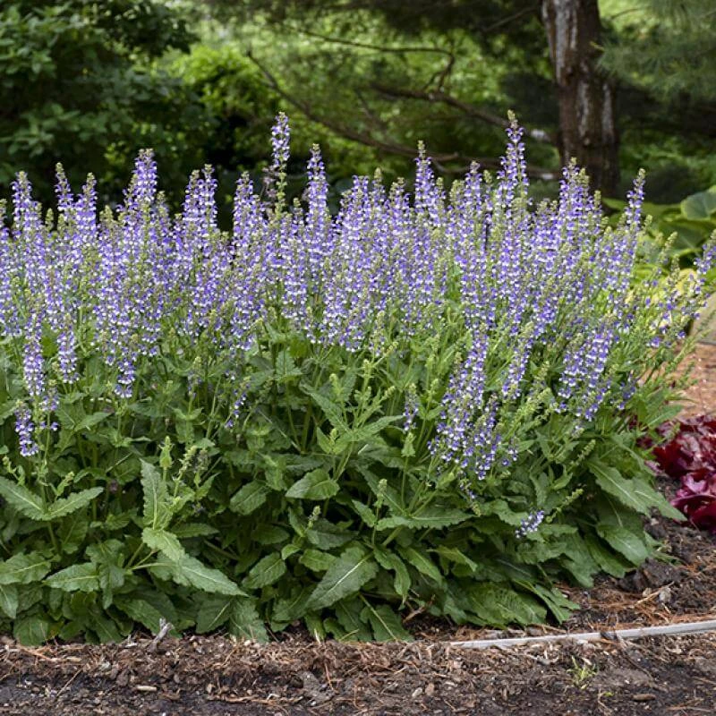 Color Spires® 'Azure Snow' Salvia - Image 4