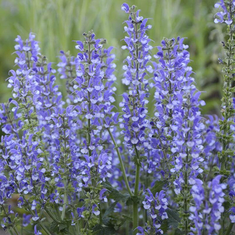 Color Spires® 'Azure Snow' Salvia - Image 5