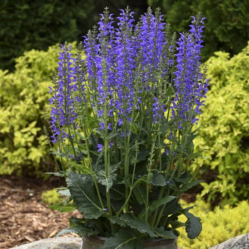 Color Spires® 'Indiglo Girl' Salvia - Image 5