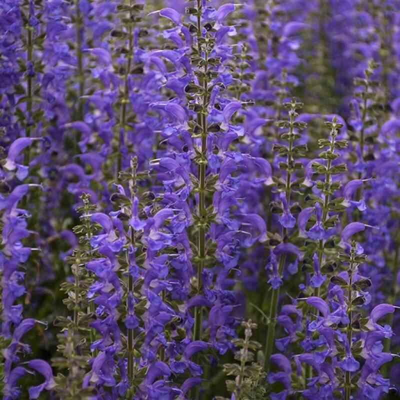 Color Spires® 'Indiglo Girl' Salvia - Image 4