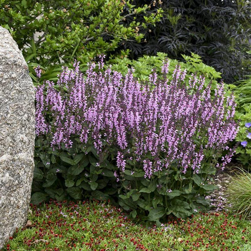 Color Spires® 'Pink Dawn' Salvia - Image 3