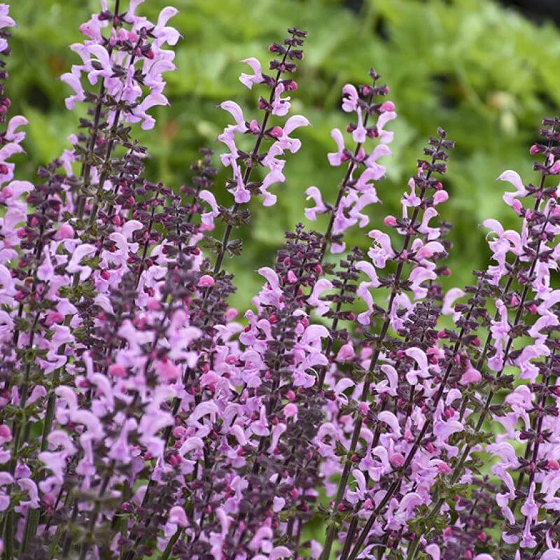 Color Spires® 'Pink Dawn' Salvia - Image 4