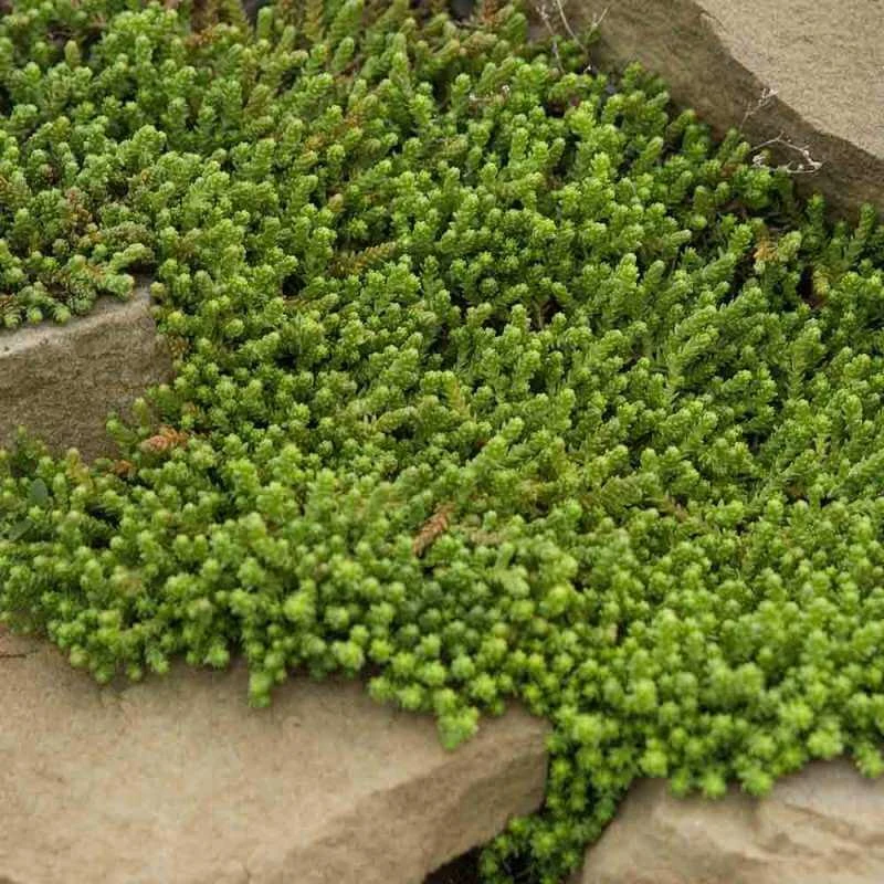 Golden Stonecrop - Image 3