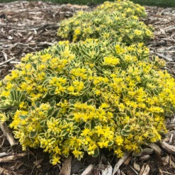 Rock 'N Low® 'Boogie Woogie' Stonecrop
