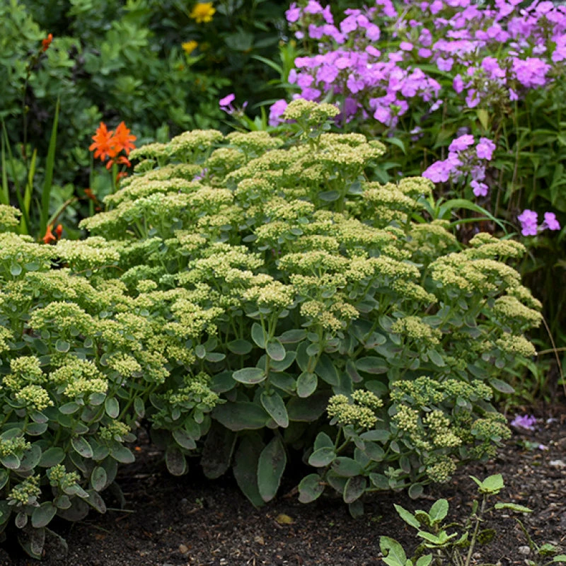 Rock 'N Grow® 'Lemonjade' Stonecrop - Image 2